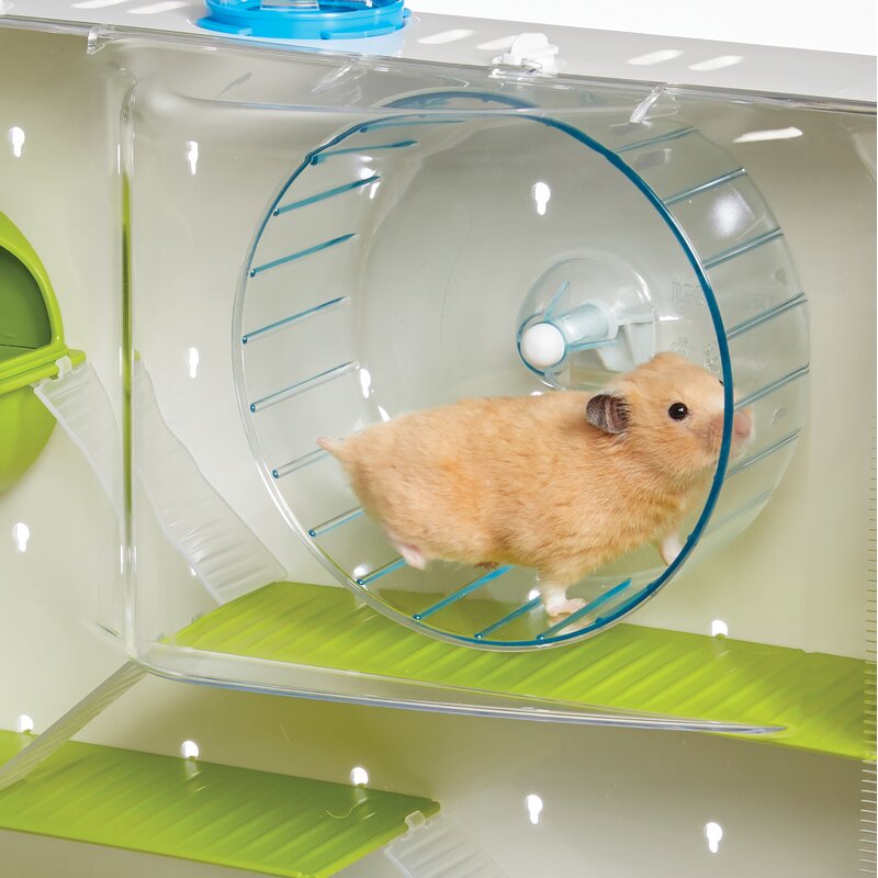 Home hamster fashion